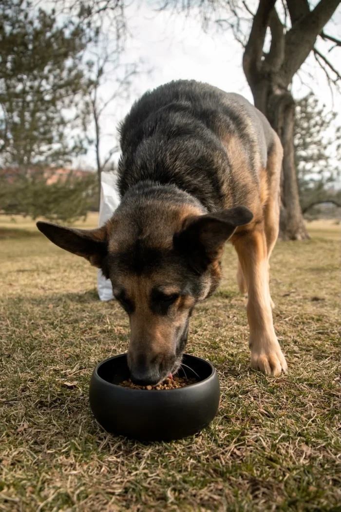 Salmon Meal and Rice Dog Food (20 lbs)