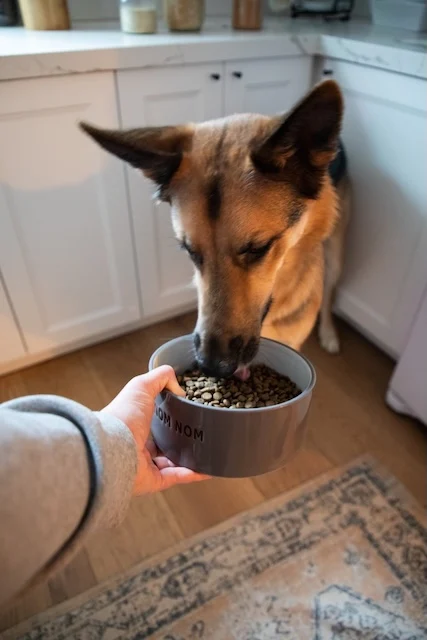 Chicken Meal & Rice Dog Food (20 lbs)